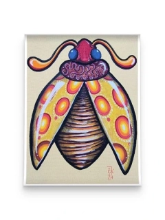 Brouk č. 2 - exemplář do sbírky brouků